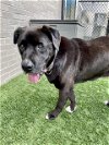 adoptable Dog in dallas, TX named ROCKY