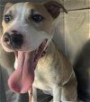 adoptable Dog in dallas, TX named POSEY