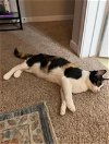 adoptable Cat in dallas, TX named POPPY