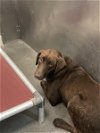 adoptable Dog in  named COBY