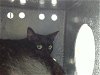 adoptable Cat in dallas, TX named SHAKOVIA