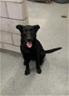 adoptable Dog in  named A1213535