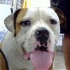 adoptable Dog in dallas, TX named BRONX