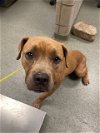 adoptable Dog in dallas, TX named SAVY
