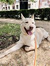 adoptable Dog in dallas, TX named ASTA