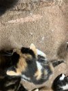 adoptable Cat in dallas, TX named PLUTO