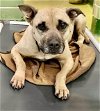 adoptable Dog in dallas, TX named ROCKY