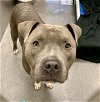 adoptable Dog in  named BOSS