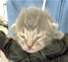 adoptable Cat in dallas, TX named MIYU