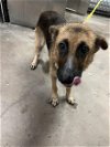 adoptable Dog in  named SUSIE