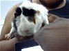 adoptable Guinea Pig in  named ZUZU