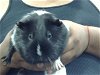 adoptable Guinea Pig in  named LUNA