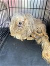adoptable Dog in dallas, TX named PRINCETON