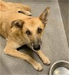 adoptable Dog in dallas, TX named BROWNIE