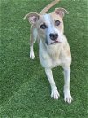 adoptable Dog in dallas, TX named POSEY