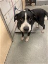 adoptable Dog in  named CHAMP