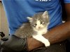 adoptable Cat in  named JOHN WICK