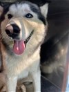 adoptable Dog in , TX named FEHU