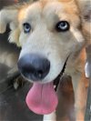 adoptable Dog in , TX named THOR