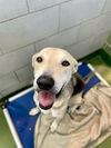 adoptable Dog in  named SUGA MAMA