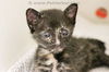 adoptable Cat in dallas, TX named DICE