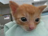 adoptable Cat in dallas, TX named OSCAR