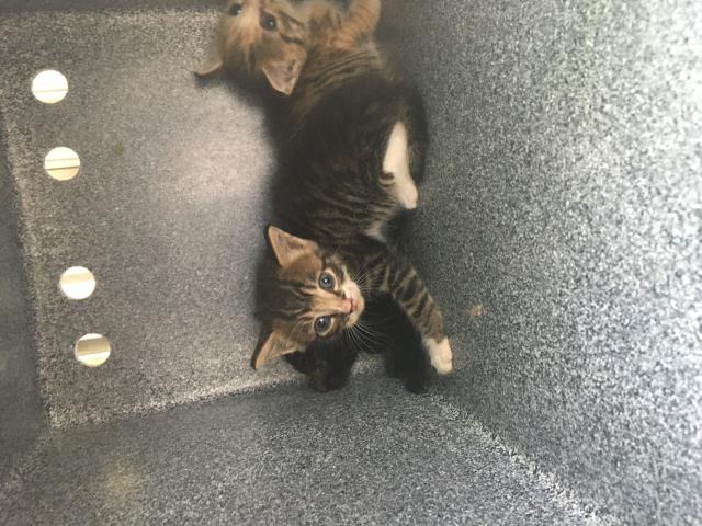adoptable Cat in Dallas, TX named BONNIE