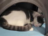 adoptable Cat in dallas, TX named ALFYN