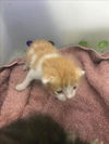 adoptable Cat in dallas, TX named BUTTERBALL