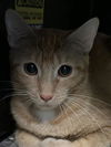 adoptable Cat in dallas, TX named LISA MARIE
