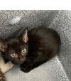 adoptable Cat in dallas, TX named BILLS