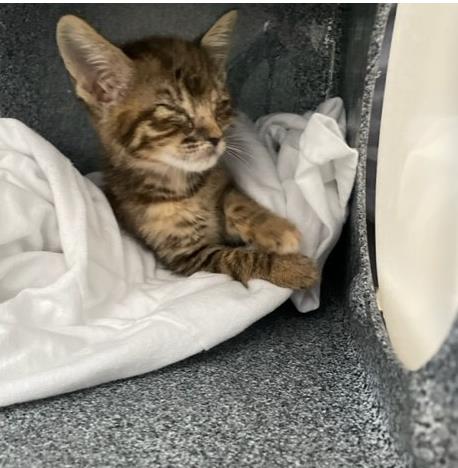 picture of the cat needing adoption