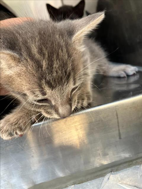 adoptable Cat in Dallas, TX named LECTER