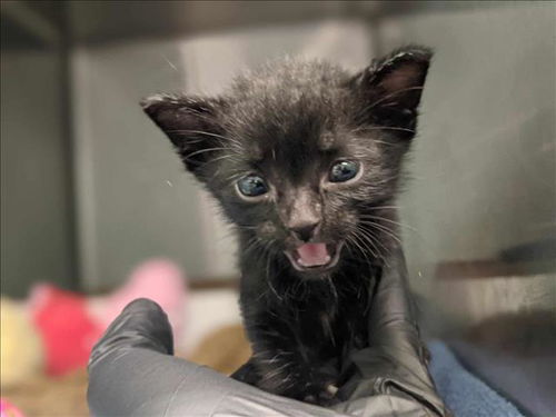 picture of the cat needing adoption