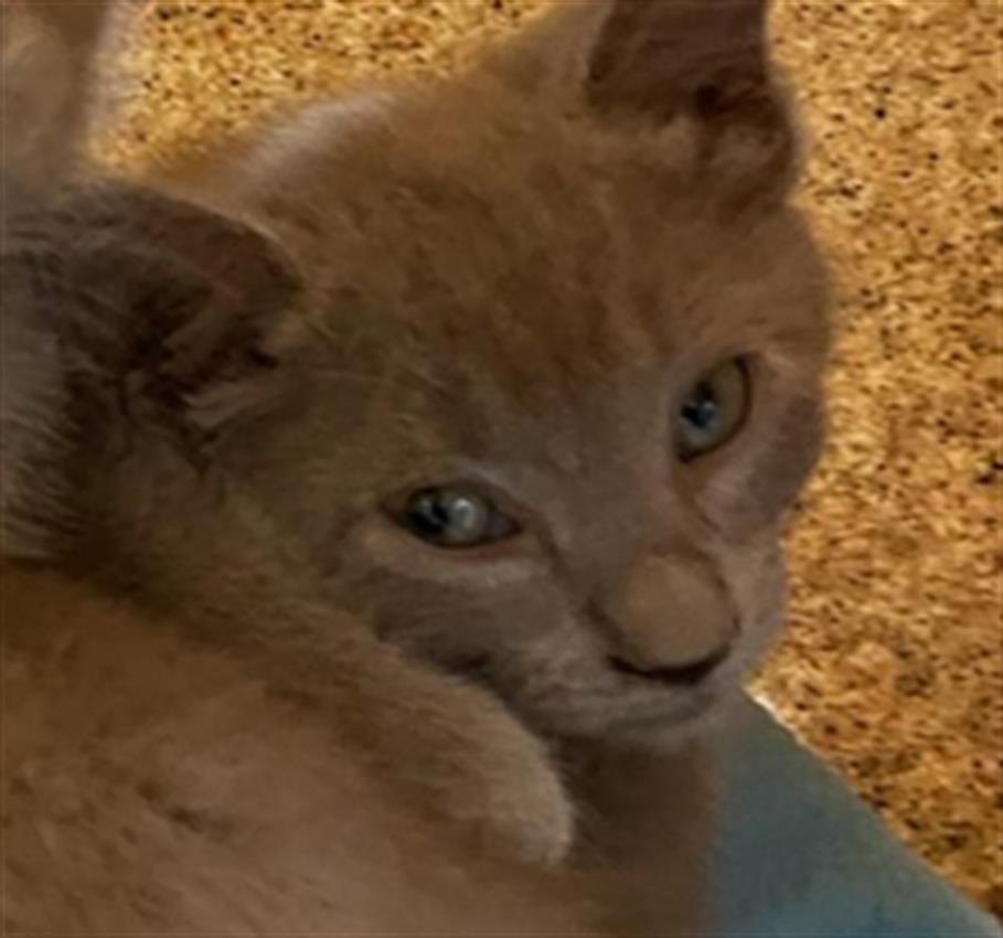 adoptable Cat in Dallas, TX named MORGANA