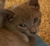 adoptable Cat in dallas, TX named MORGANA