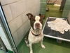 adoptable Dog in dallas, TX named BIG TUNA