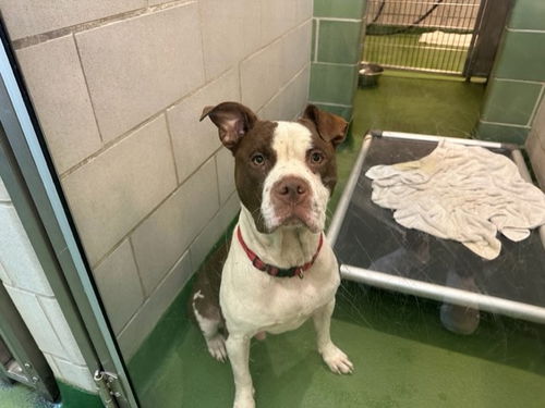 picture of the dog needing adoption