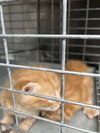 adoptable Cat in dallas, TX named KODY