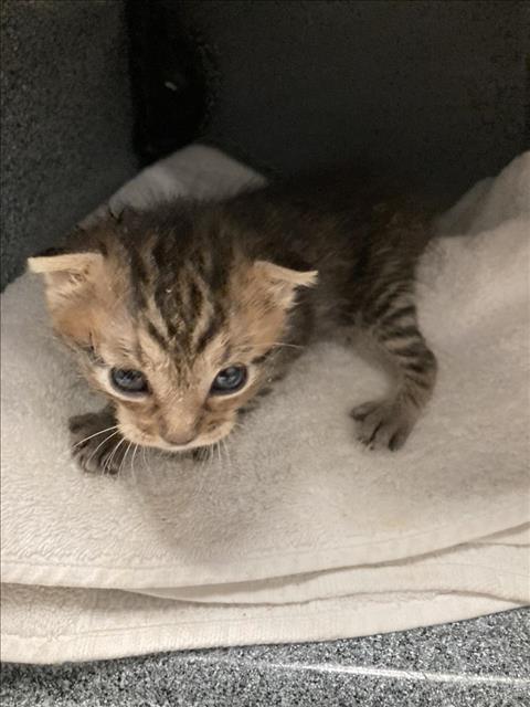 adoptable Cat in Dallas, TX named RAFAEL