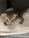 adoptable Cat in dallas, TX named RAFAEL