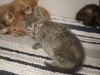 adoptable Cat in dallas, TX named LINA