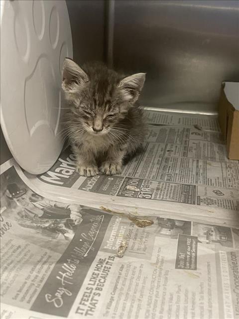 adoptable Cat in Dallas, TX named BUNNY
