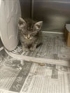 adoptable Cat in dallas, TX named BUNNY