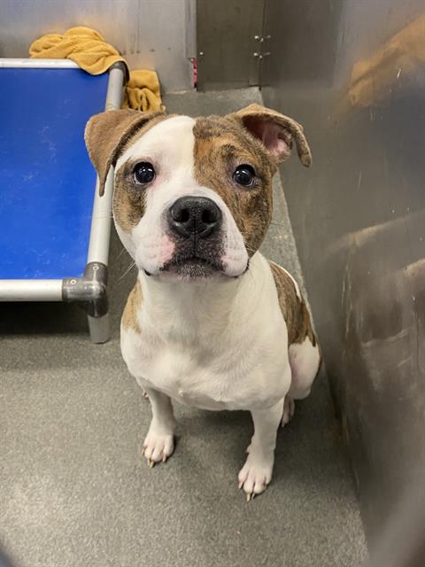 picture of the dog needing adoption