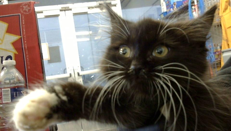 adoptable Cat in Dallas, TX named BUB