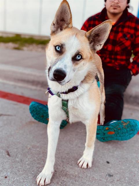 picture of the dog needing adoption