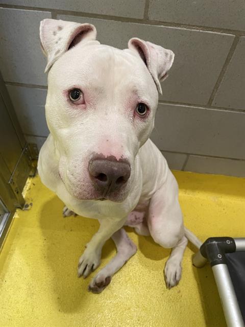 picture of the dog needing adoption