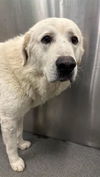 adoptable Dog in dallas, TX named MOONPIE