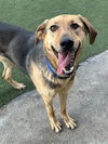adoptable Dog in dallas, TX named MUFFIN